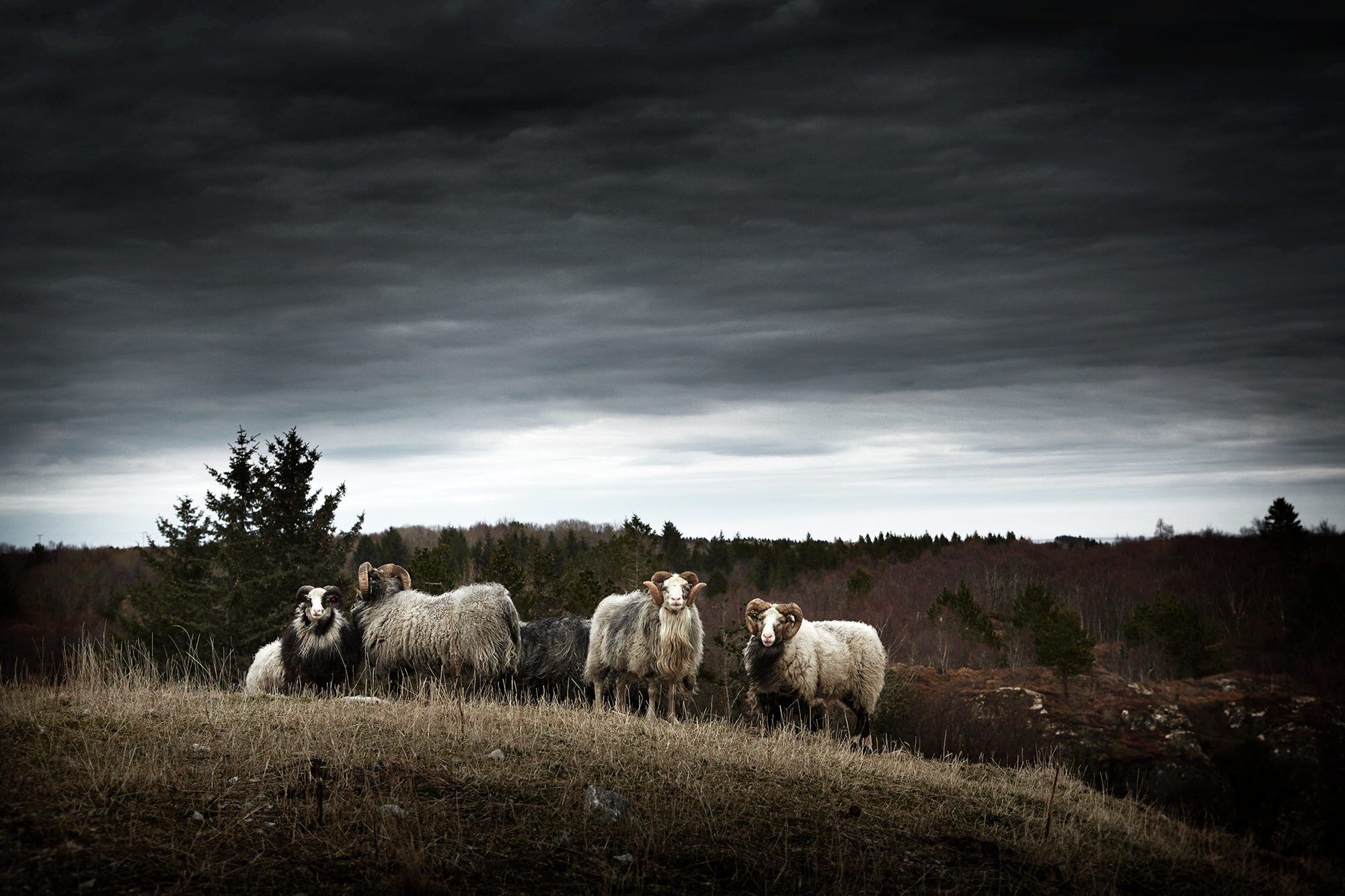 Sheep Hitra picture